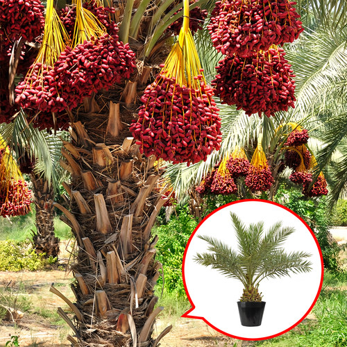 迪拜大椰枣苗伊朗黑椰枣树黄金椰枣实生苗新奇水果观赏棕榈树包邮