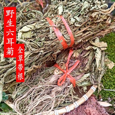 野生六棱菊六耳菊臭灵丹包邮