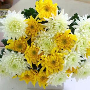 菊花鲜花清明节石家庄鲜花新华区长安区裕华区北京丰台海淀批发