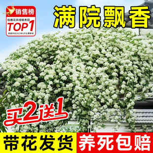 白木香花苗爬藤植物花卉重瓣红黄木香花树苗庭院蔷薇四季种植盆栽