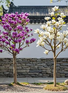 玉兰花树苗带花苞紫玉兰矮化盆栽南北方种植庭院四季花卉耐寒植物