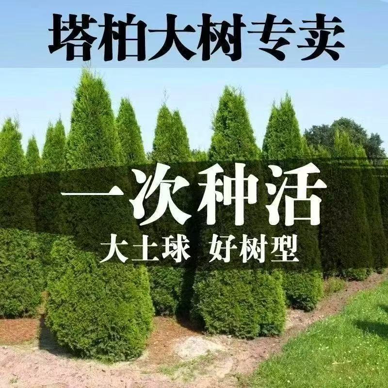 塔柏树苗松树苗墓地柏树蜀桧宝塔松龙柏侧柏四季常青绿化耐寒树苗图片