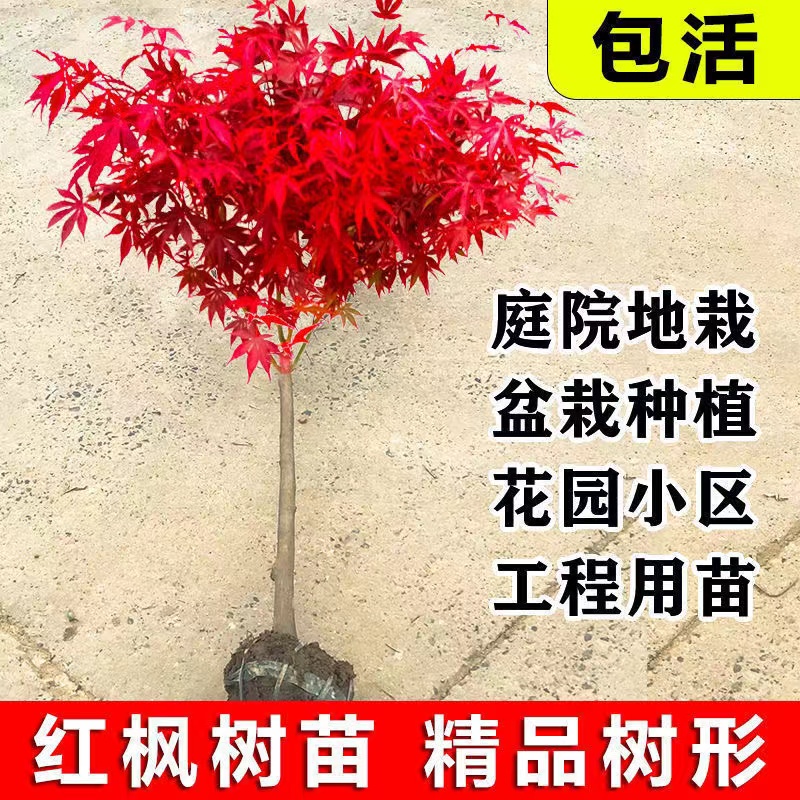 红枫树苗四季红庭院别墅地栽日本红舞姬盆栽工程绿化盆景老桩耐寒