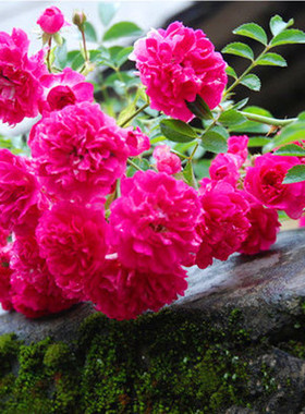 蔷薇花苗 重瓣红花蔷薇苗 深红色蔷薇苗爬藤花卉庭院地栽月季蔷薇