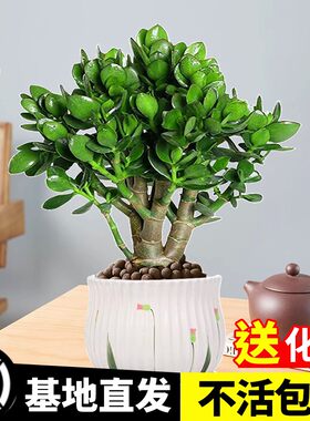 大叶玉树盆栽老桩多肉植物室内绿植四季好养净化空气肉肉树苗大盆