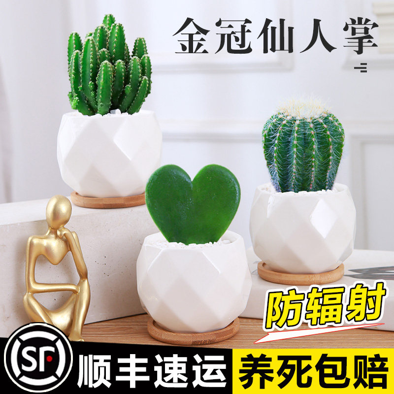 精品仙人球盆栽办公室内绿植桌面植物绯花玉仙人掌品种大全图片