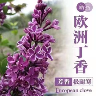 欧洲丁香花风景树浓香型紫丁香树苗耐寒庭院别墅老桩四季盆栽地栽