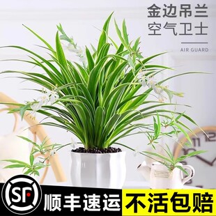 金边吊兰盆栽室内植物四季常青绿植净化空气容易养活垂吊花卉好养
