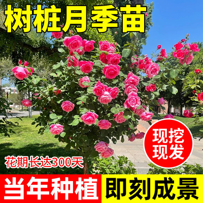 棒棒糖树桩月季花苗特大花朵花卉植物庭院四季开玫瑰带花树状月季