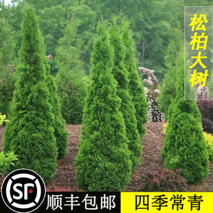 松柏树苗塔柏树苗蜀桧圆柏松树宝塔松大树龙柏苗篱笆树苗四季常青