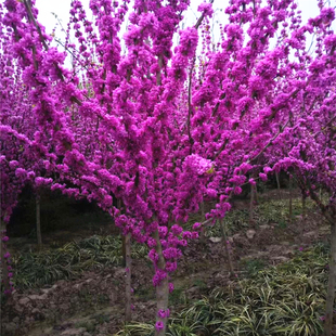 紫荆花树苗大苗庭院植物室外木本耐寒花卉盆栽紫荆花苗盆景满条红