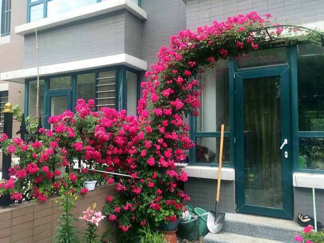 欧月阳台庭院盆栽花卉植物蔷薇花苗藤本月季花苗爬藤月季四季开花,鲜花速递/花卉仿真/绿植园艺,时令草本花卉,淘宝优惠券,粉丝福利购,淘宝优惠卷