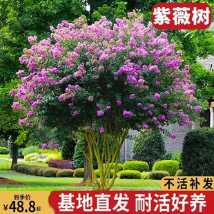 丛生紫薇树苗庭院种植大型紫薇花盆栽美国红火箭绿化风景树苗耐寒