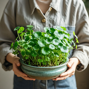 精品铜钱草盆栽水土培专用花盆带叶幼苗老桩植物根芽大叶常绿植物
