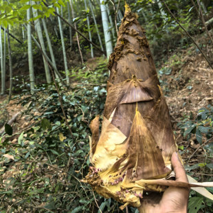 临安毛笋新鲜现挖野生冬笋黄泥笋嫩笋毛竹笋天目山上午挖下午发