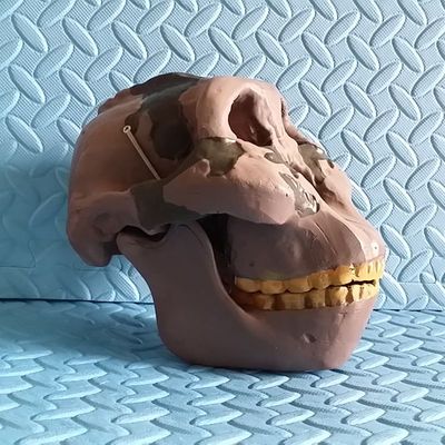 原始人头骨人类骨髅头古代猿人直立人智人种颅骨进化考古研究医学