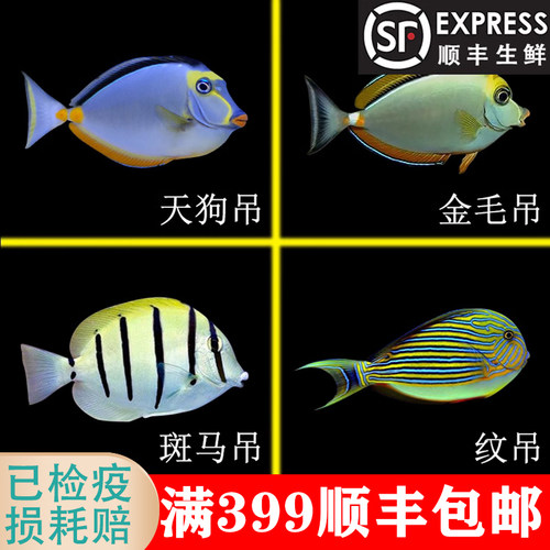 天狗金毛除藻活体小丑鱼