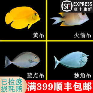 黄吊 独角吊 火箭吊 蓝点吊倒吊海水鱼 蓝吊活体吊类尼莫多莉吃藻