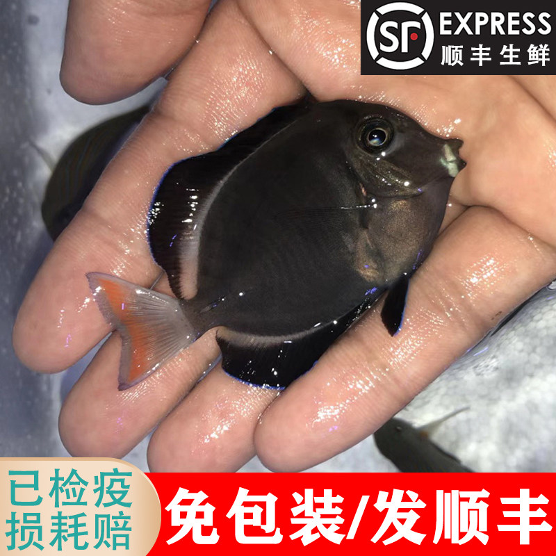 五彩吊 倒吊七彩吊海水鱼生物活体蓝吊小丑鱼食藻 可以与珊瑚混养