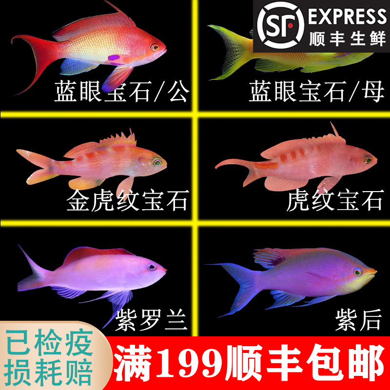 马代蓝眼宝石公 印尼绿帆船宝石母鱼 紫后紫印金虎纹紫罗兰海金鱼