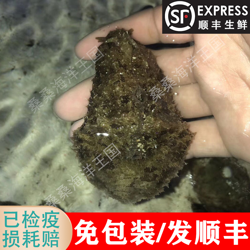 食藻海猪海水生物食藻水缸清洁吃低等藻活体海兔海蛞蝓小丑鱼-封面