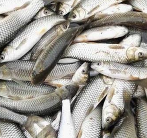 野生草鱼多少钱一斤 野生草鱼价格