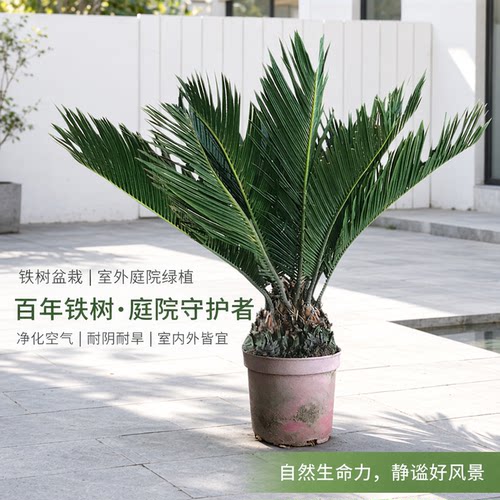 铁树办公室净化空气耐寒耐旱好养