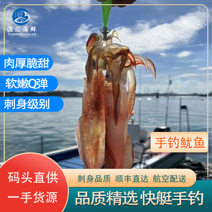 东山岛海钓火箭鱿鱼3斤和5斤鲜活刺身枪鱿大管透抽特大海鲜新鲜
