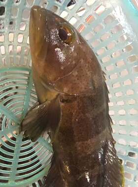 鲜活东山岛野生水产石斑鱼