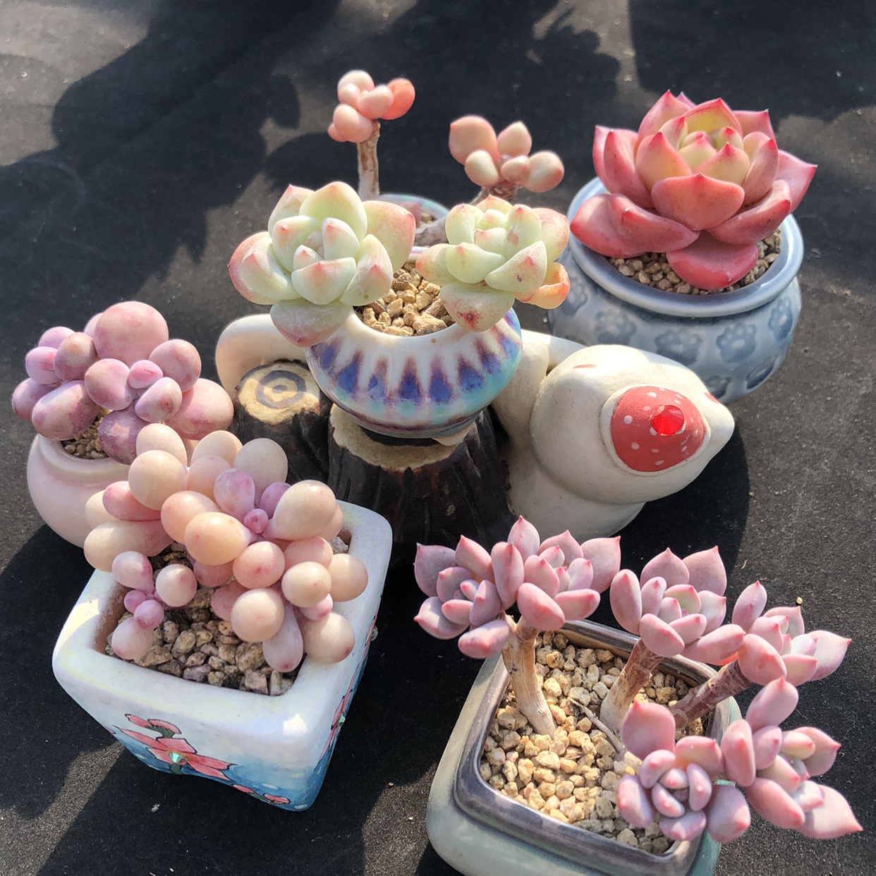 拇指盆多肉植物含盆带土发货一物一拍精控露台萌肉盆景