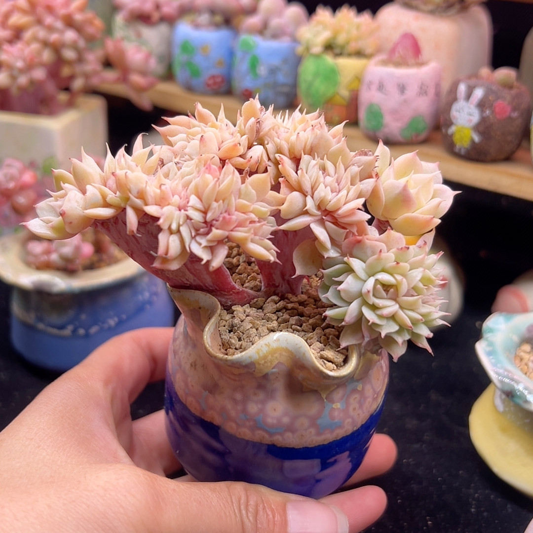 雪域蓝巴黎缀 含盆土,鲜花速递/花卉仿真/绿植园艺,多肉植物,淘宝优惠券,粉丝福利购,淘宝优惠卷