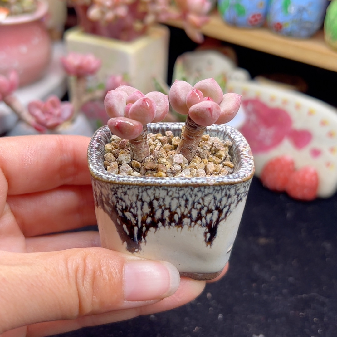 草莓奶酪 带盆土,鲜花速递/花卉仿真/绿植园艺,多肉植物,淘宝优惠券,粉丝福利购,淘宝优惠卷