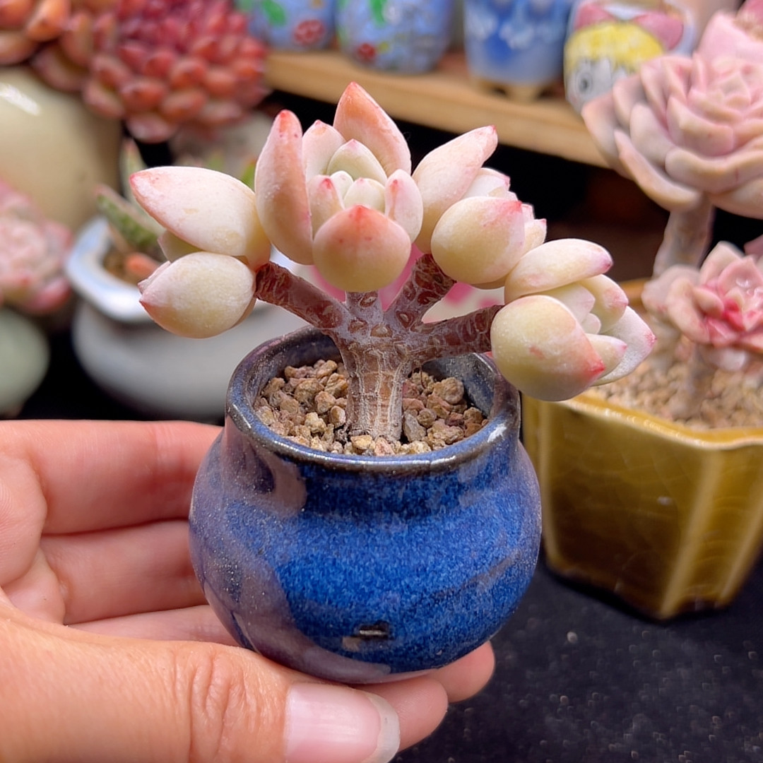 冷香朵朵 带盆土,鲜花速递/花卉仿真/绿植园艺,多肉植物,淘宝优惠券,粉丝福利购,淘宝优惠卷