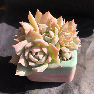 木樨甜心朵缀 带盆土