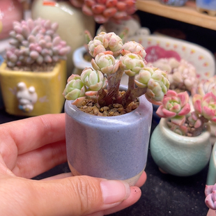 贝瑞小包子朵朵 带盆土