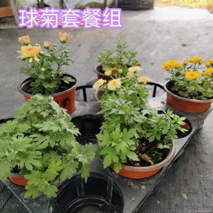 12公分盆 球菊套餐组 对版开2次花千头菊花园菊花苗大苗秋菊苗