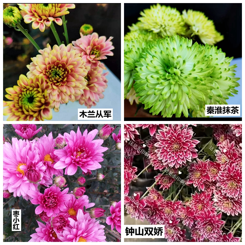 小菊小苗混苗庐庭千头菊花园切花九月菊多头小菊菊花秋菊苗