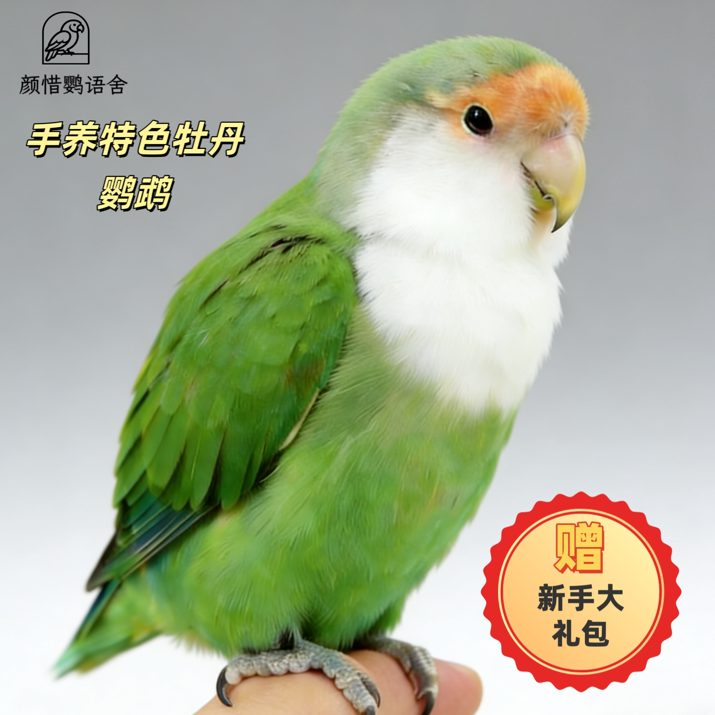手养牡丹鹦鹉黄桃绿桃雏鸟紫罗兰紫熏白面花桃松熏幼小鸟宠物半毛图片