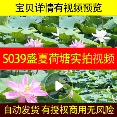 S039盛夏荷塘莲花夏季实拍视频背景素材摄影延时摄影1080p视频