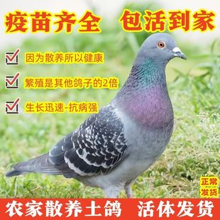 农村散养土鸽子幼鸽秒活的鸽子瓦灰雨点随机1-2个月活鸽子包邮
