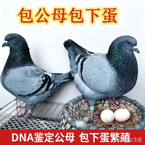纯种鸽青年鸽肉鸽便宜鸽子肉鸽下蛋鸽家养繁殖瓦灰落地王不爱飞