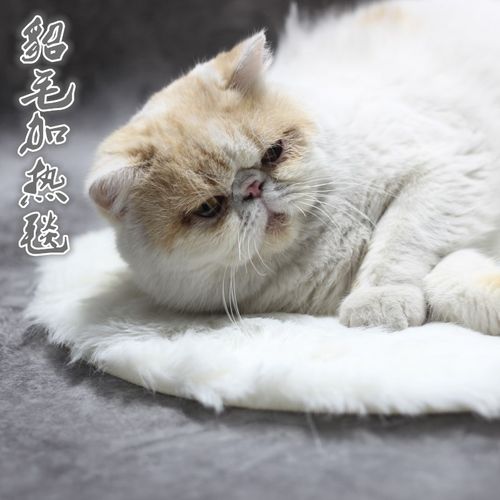 宠物电热毯仿真貂绒加热垫恒温防水防漏电猫咪专用猫用小型取暖器