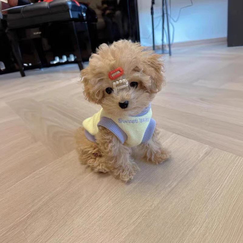宠物狗狗衣服冬季约克夏马尔济斯泰迪比熊小型幼犬防掉毛保暖冬装