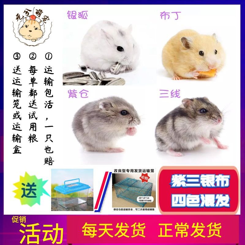 人工养殖仓鼠活物混发银狐布丁三线紫仓宝宝小宠包活发货活体
