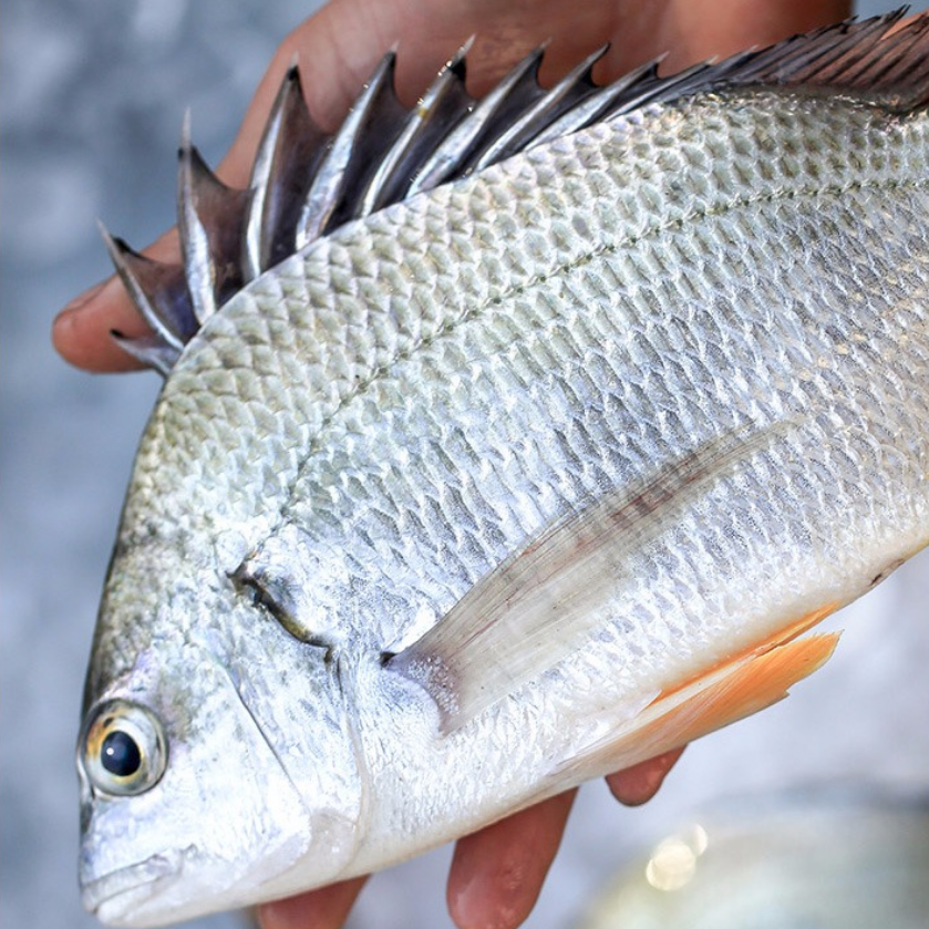东山岛野生海钓黄翅鱼黄刺鱼海鲜活冻新鲜急冻冷冻500g顺丰保鲜