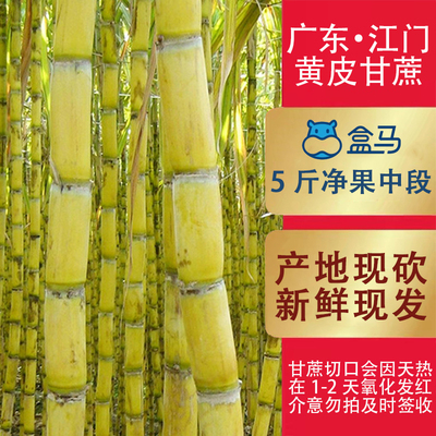 广东黄皮甘蔗5斤现砍现发江门黄果蔗榨汁煲汤祛火清热脆甜切口红