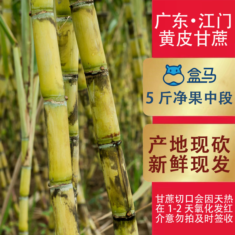 广东黄皮甘蔗现砍1-5斤切口会红江门黄果蔗榨汁煲汤祛火清热脆甜