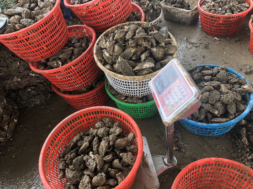 商用生蚝鲜活大半牡蛎带壳湛江