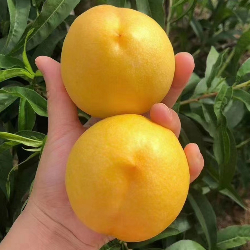 蒙阴蜜桃黄金油桃露天种植整箱包邮精品礼盒现摘现发当季水果桃子_沂蒙山桃花园_水产肉类/新鲜蔬果/熟食-第5张图片-提都小院
