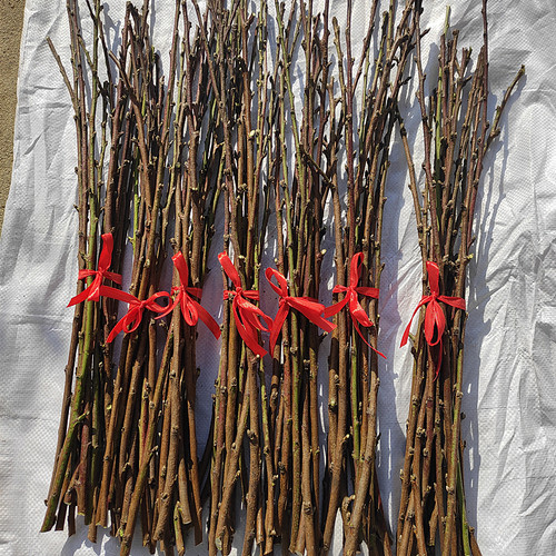 桃枝干树枝不开花镇宅驱邪保平安